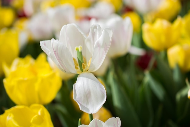 Beautiful tulips flower in tulip field in spring