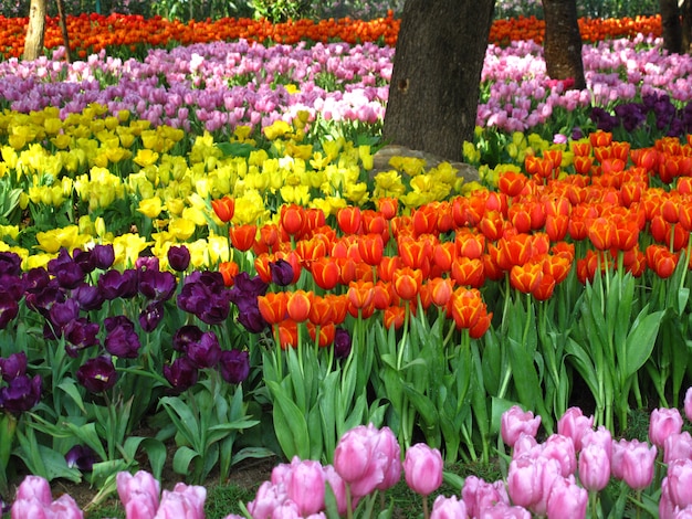 Beautiful Tulips flowers blooming in garden                                              