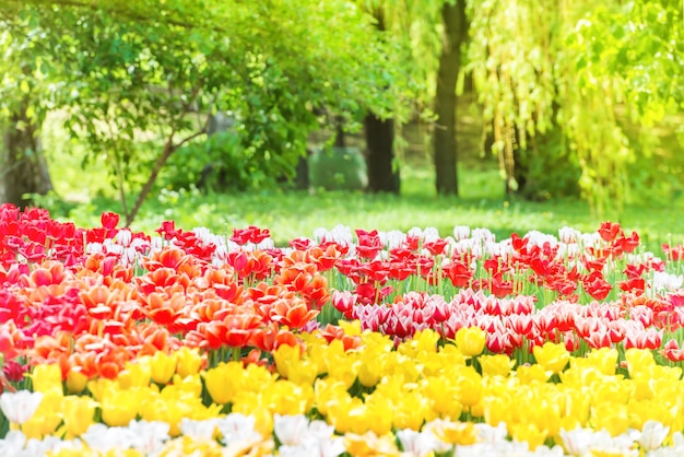 Bellissimo giardino di tulipani nel parco verde