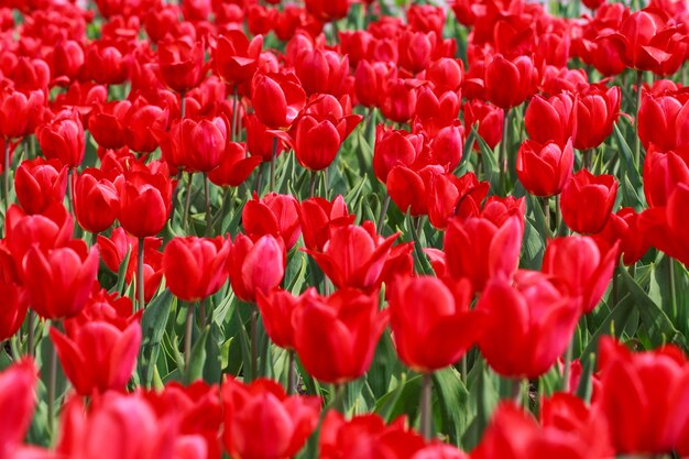 Photo beautiful tulips in the garden