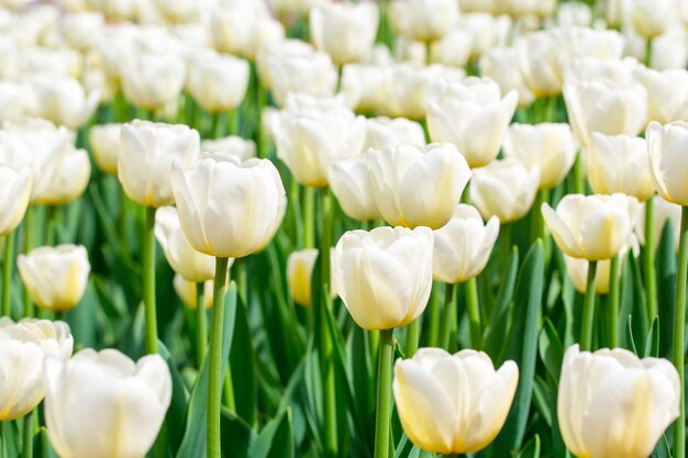 Beautiful tulips in the garden