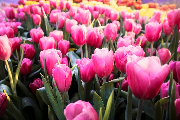 Beautiful tulips in the garden