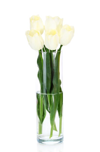 Beautiful tulips in glass vase isolated on white