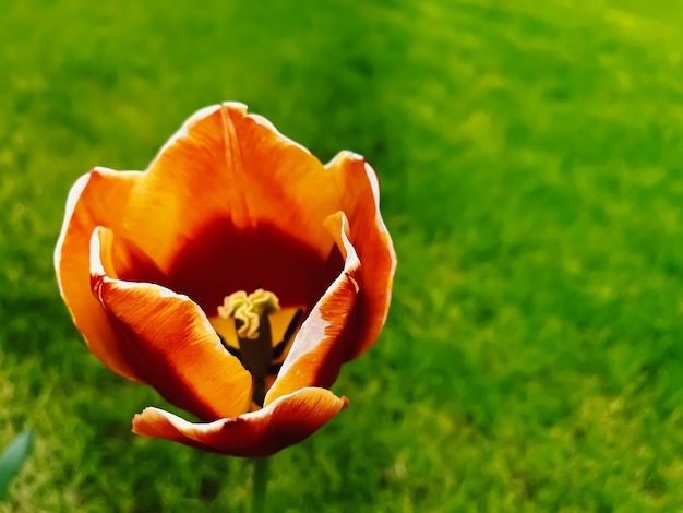 緑の草の背景の美しいチューリップ植物の花の庭と自然の美しさ