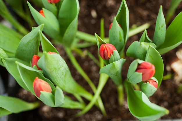 Beautiful tulips grown in a greenhouse