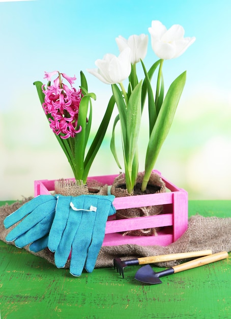 Photo beautiful tulips and hyacinth flower in wooden box on bright background