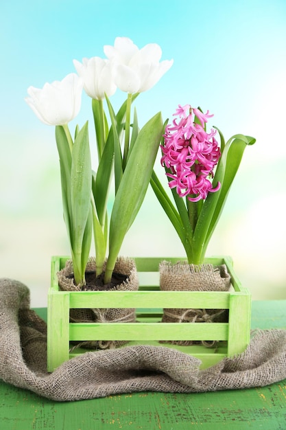 Beautiful tulips and hyacinth flower in wooden box on bright background