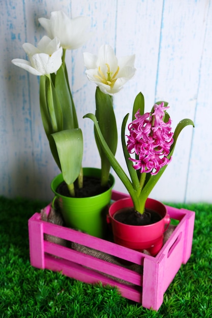 Beautiful tulips and hyacinth flower on  wooden box on color wooden background