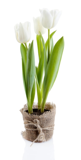 Фото Красивые тюльпаны в горшке, изолированные на белом фоне