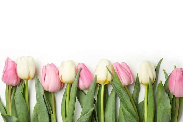 Beautiful tulips isolated on white background, space for text