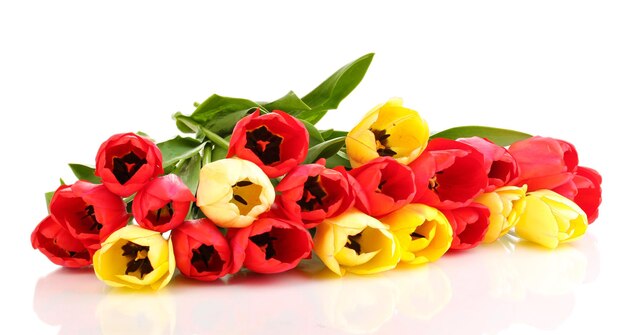 Beautiful tulips isolated on white