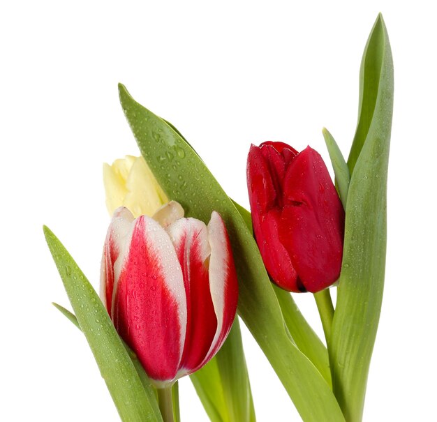 Beautiful tulips isolated on white