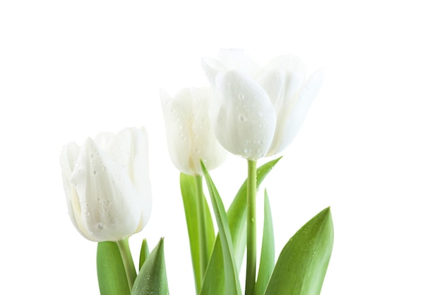 Beautiful tulips isolated on white