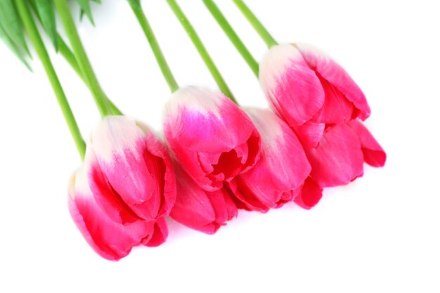 Beautiful tulips isolated on white