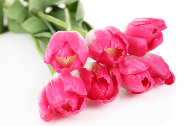 Beautiful tulips isolated on white