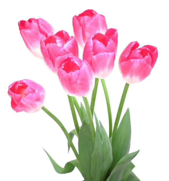 Beautiful tulips isolated on white