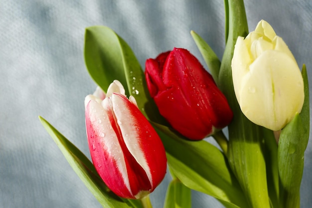 Beautiful tulips on light background