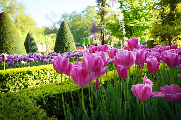 Beautiful tulips in park