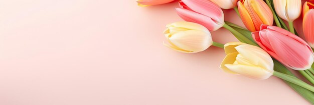 Beautiful tulips on pastel color background banner design with space for text