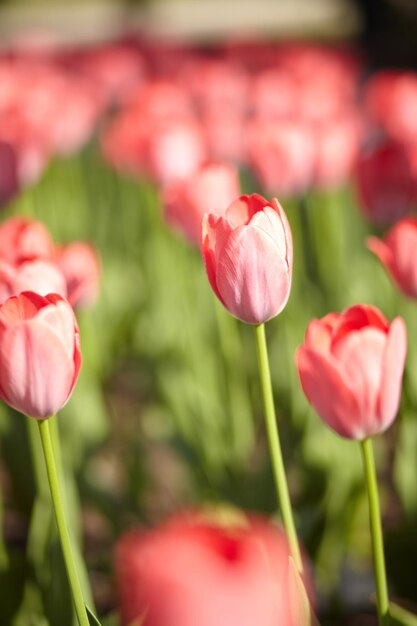 Beautiful tulips in spring meadow. Spring flowers.