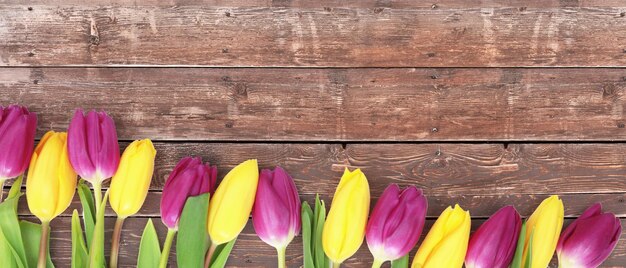 Beautiful tulips Spring nature background for web banner and card design