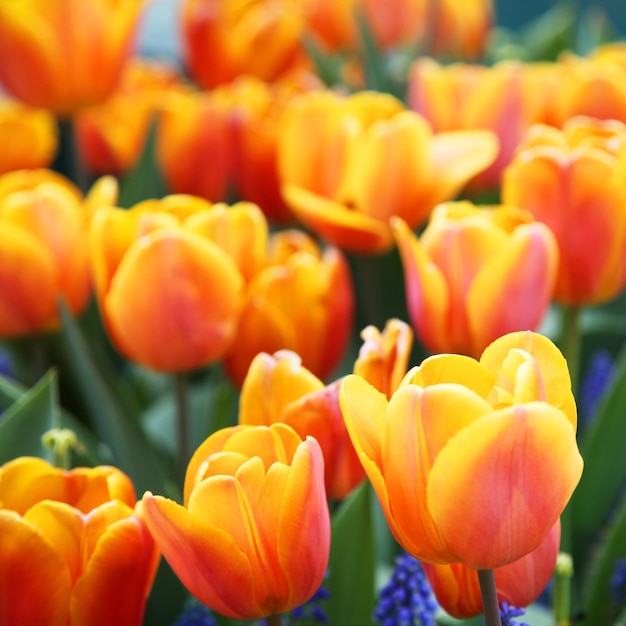 웹 배너 및 카드 디자인을 위한 아름다운 튤립 봄 자연 배경