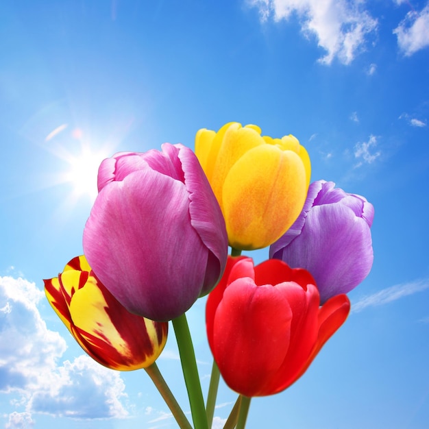 Beautiful tulips Spring nature background for web banner and card design