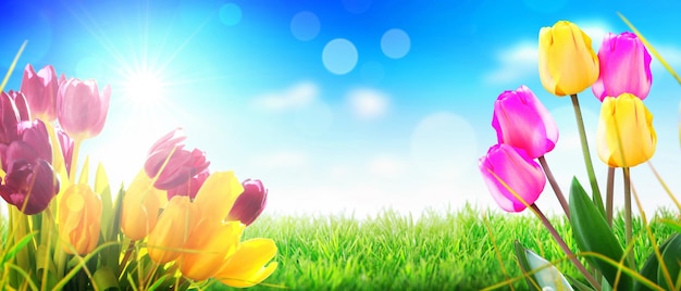 Beautiful tulips Spring nature background for web banner and card design