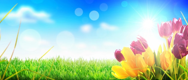 Beautiful tulips Spring nature background for web banner and card design