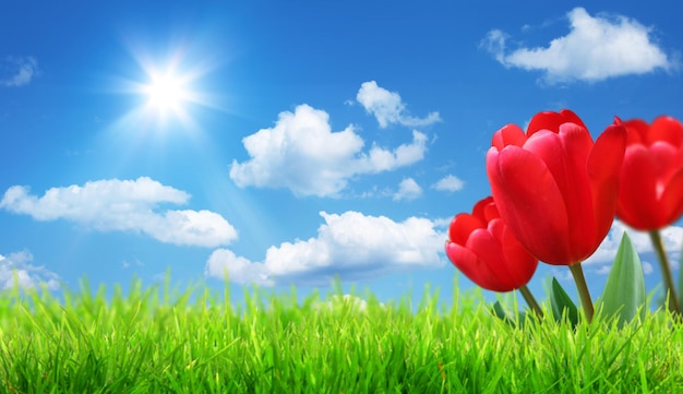 Beautiful tulips Spring nature background for web banner and card design