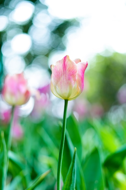 Beautiful tulips in the spring time