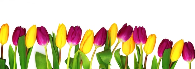 Beautiful tulips on white surface isolated. Spring nature concept