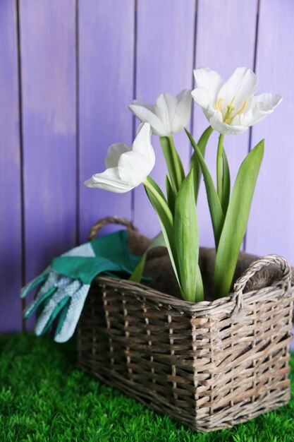 Beautiful tulips in wicker basket, on green grass on color wooden background