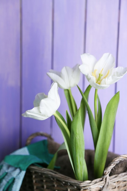 Beautiful tulips in wicker basket, on green grass on color wooden background