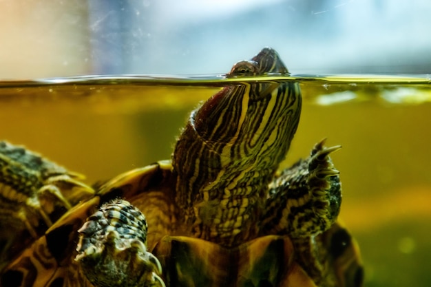 Beautiful turtle swims in the water