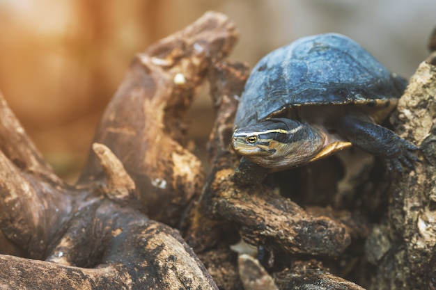 Beautiful turtles on the tree