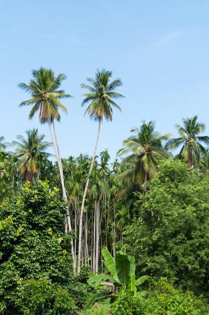 태국 섬의 푸른 하늘이 있는 열대 숲의 아름다운 두 코코넛 야자수