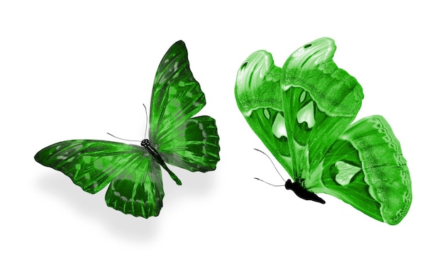 beautiful two green butterflies isolated on white background