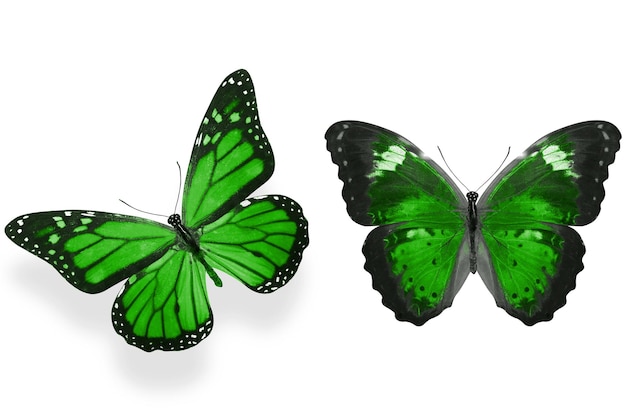 Beautiful two green butterflies isolated on white background