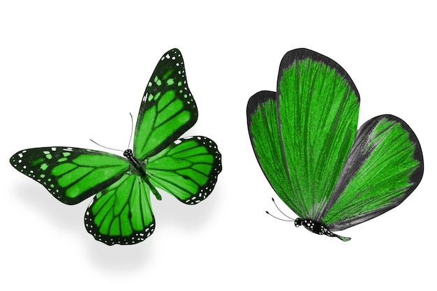 Beautiful two green butterflies isolated on white background