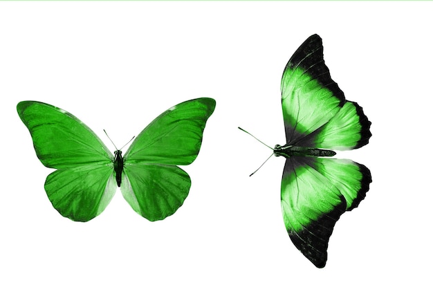 Beautiful two green butterflies isolated on white background