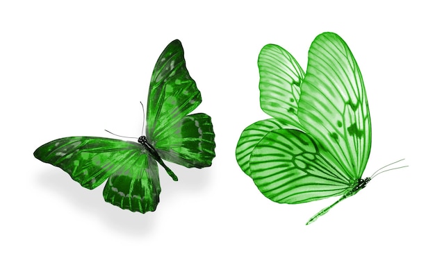 Beautiful two green butterflies isolated on white background