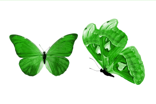 Beautiful two green butterflies isolated on white background