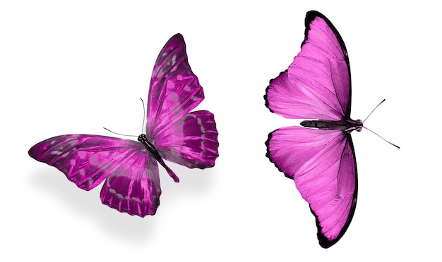 Beautiful two pink butterflies isolated on white background