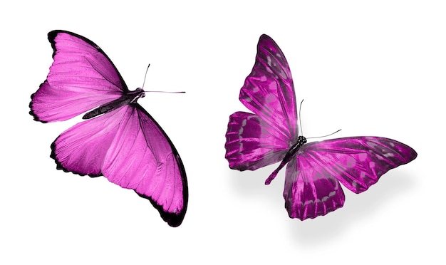 Красивые две розовые бабочки на белом фоне