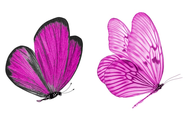 Beautiful two pink butterflies isolated on white background