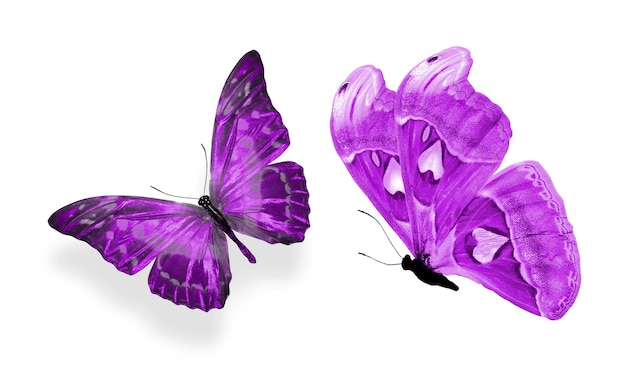 Beautiful two purple butterflies isolated on white background