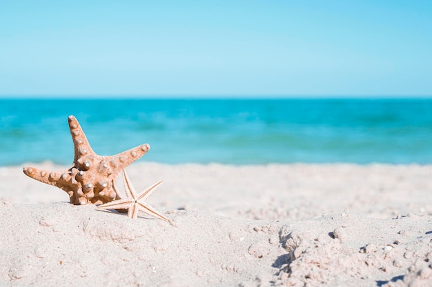 Beautiful two starfishes on a sandy beach Tropical nature