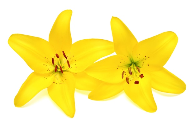 Beautiful two yellow lily flower isolated on white background