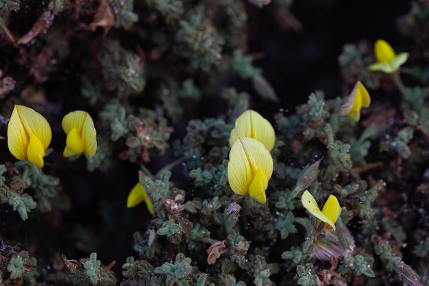 砂地の美しい典型的な黄色の花